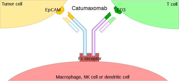 A y-shaped antibody has a round T cell attached to one of its y-tips, and a round tumor cell attached to its other y-tip.