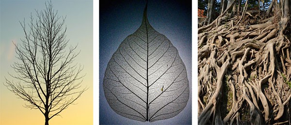 Three examples of branching structures within a tree. The left picture shows the branches of a tree without leaves. The middle picture shows a leaf with prominent veins. The right picture shows the branching root structure of a tree above ground.