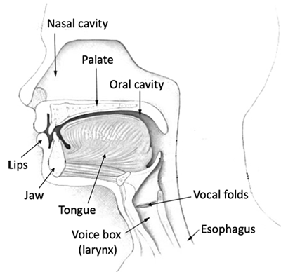 Drawing of a head shows the nasal cavity, palate, oral cavity, lips, jaw, tongue, vocal folds, larynx and esophagus