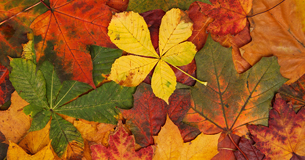 Colorful fall leaves