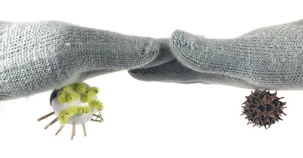 One self-made and one natural burr attached to a wool glove. 