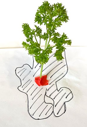 Right: A sheet of paper that has a parsley plant taped to it, so it looks like a tree. Parts of the area underneath the upright parsley is marked on the sheet of paper with a marker.