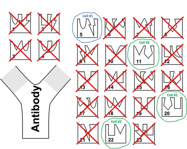 A y-shaped antibody with blank spaces at its y-tips, as well as 23 different antigens. Each is represented by a square with one or two shapes cut out.