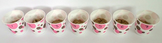 Seven paper cups each filled with soil in increasing dampness.