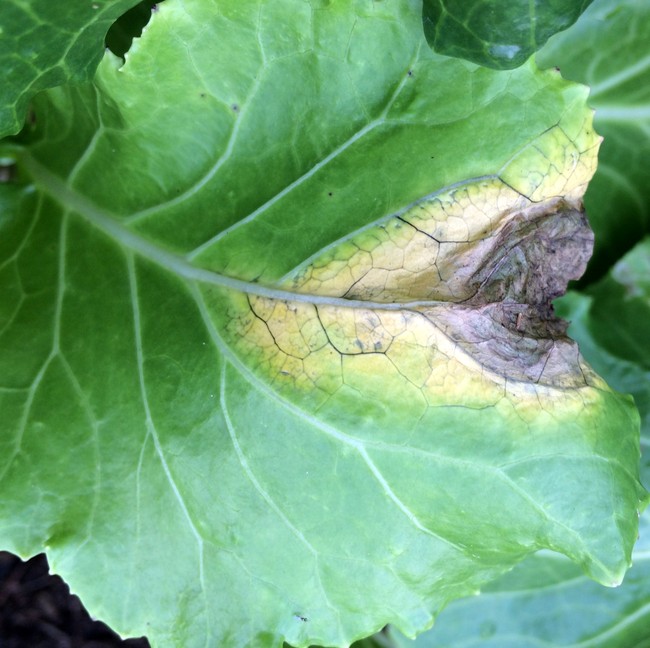 Black rot (a single large discolored spot) on a Chinese cabbage leaf