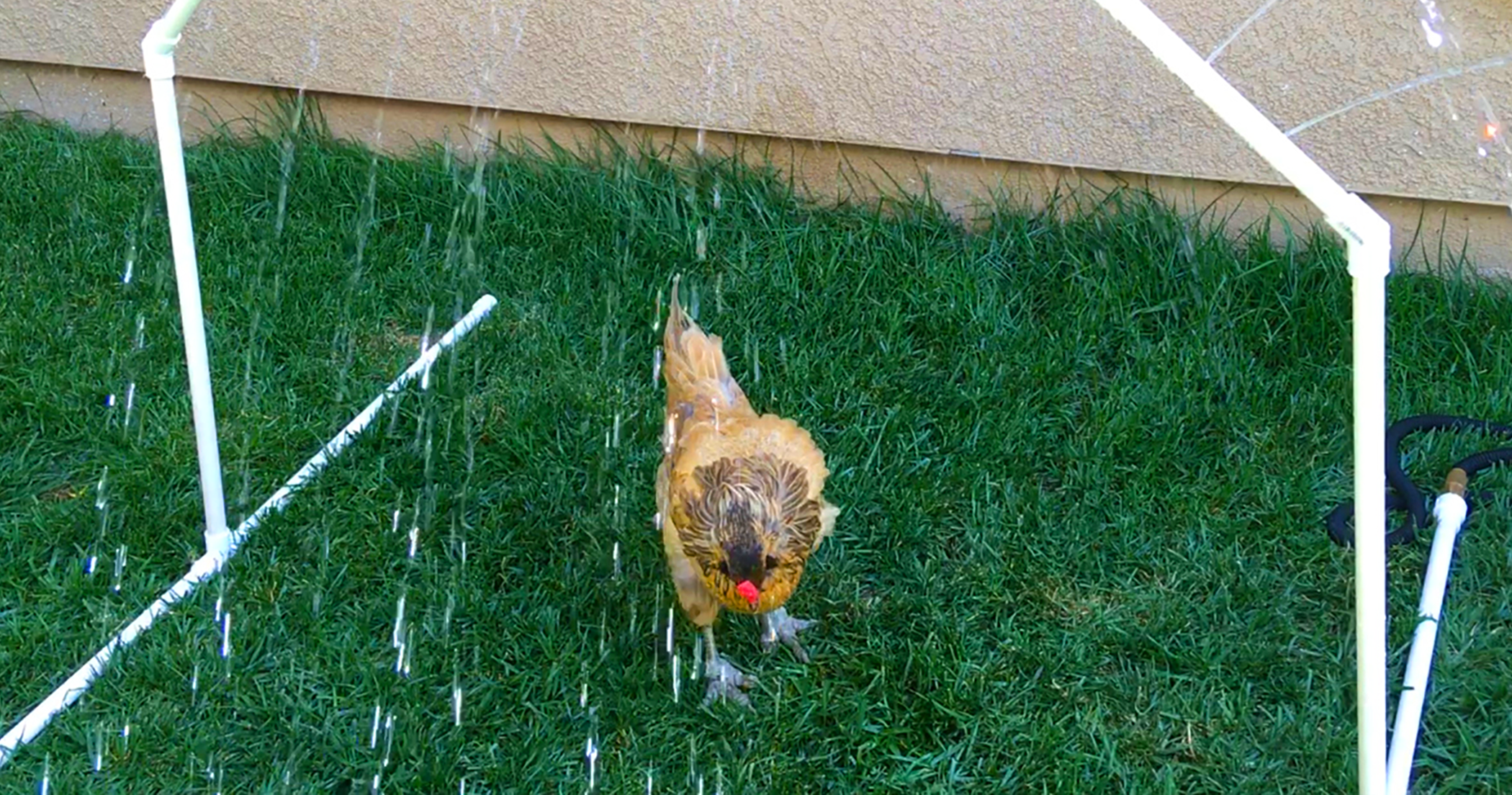 Example of a backyard water sprinkler made from PVC pipes