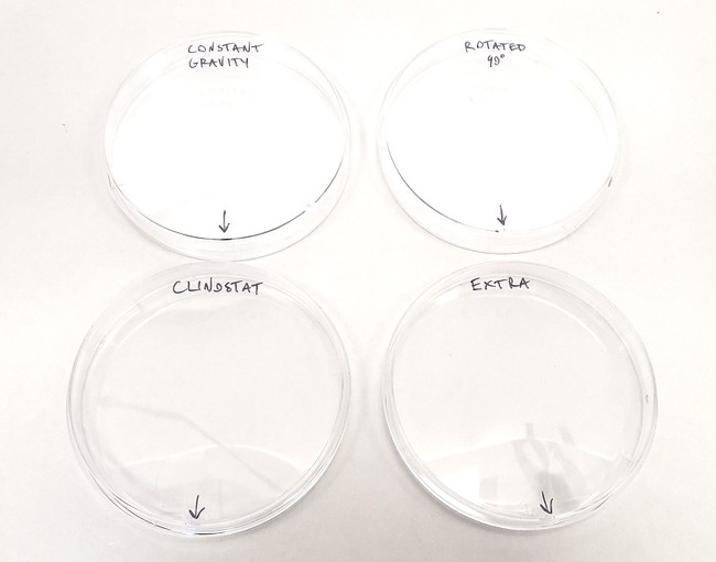 Petri dishes labeled on their back sides