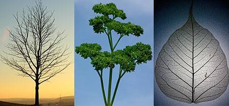 Three examples of branching structures in nature. The left picture shows a tree without leaves. The middle picture shows a stem of parsley. The right picture shows a leaf with prominent veins.