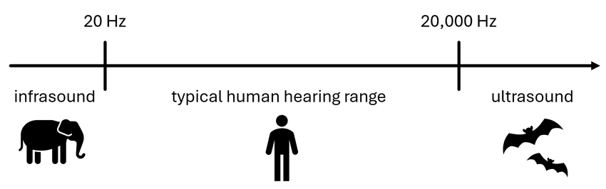 spectrum showing infrasound, human hearing range, and ultrasound