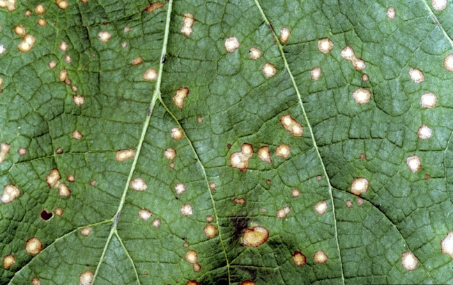 Black rot (many small brown spots) on a grape leaf