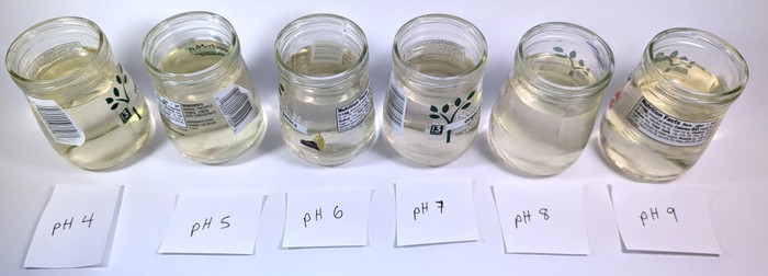 jars with pH labels