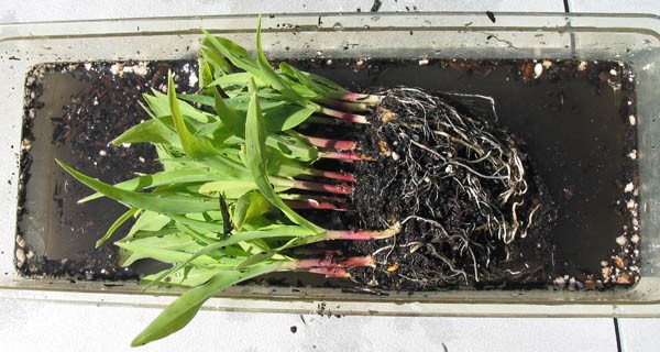 Plant seedlings are pulled out of the ground and washed in a container of water