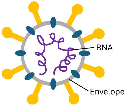 Schematic drawing of the SARS-CoV2 virus that causes COVID-19.