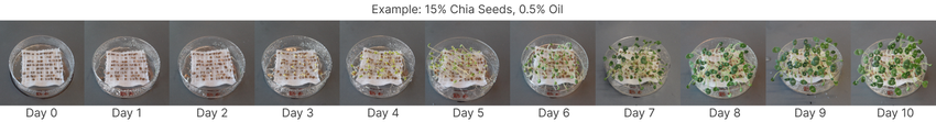chia-seeds-growing