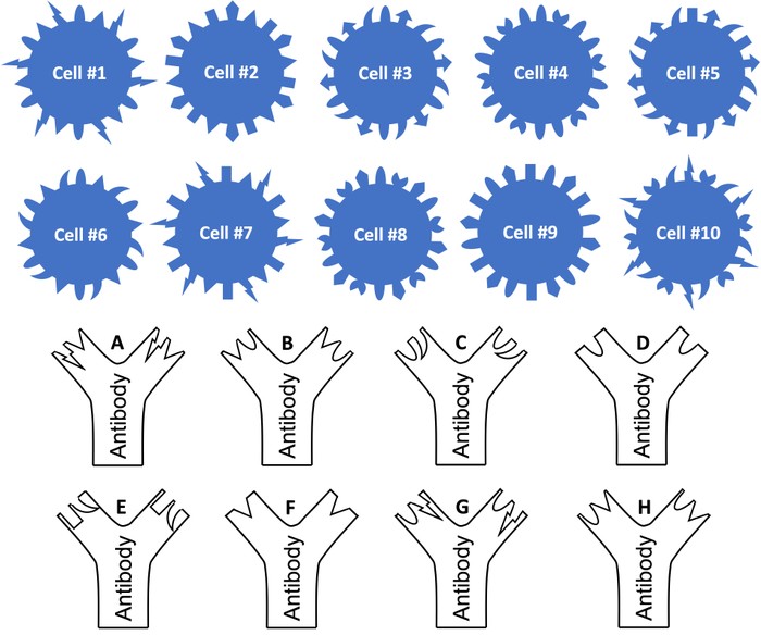 quiz antibody table