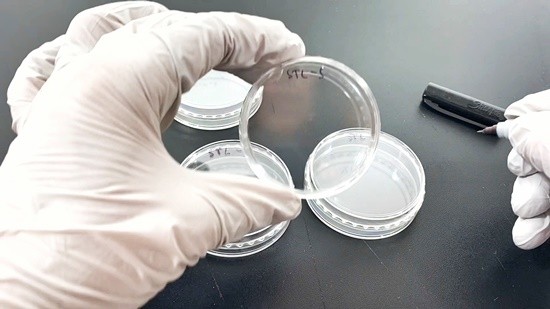 A gloved hand is holding an empty petri dish that is labeled 'STL-S' with a permanent marker.