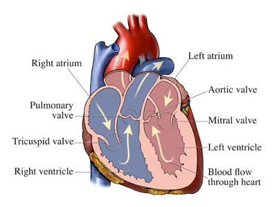 Diagram of a human heart