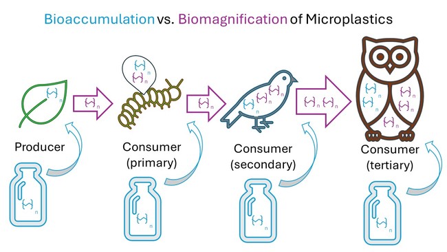 Bioaccumulation of plastic in individual organisms compared to biomagnification accumulation of plastic up the food chain.