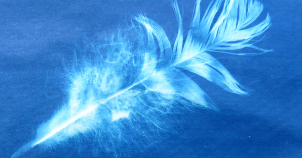 Sunprint made of a feather