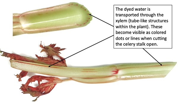 Xylem carrying red water are seen as red veins in a cut piece of celery