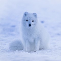 Animal camouflaged on snow - Arctic fox