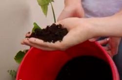 A bucket of fertilizer made from human waste