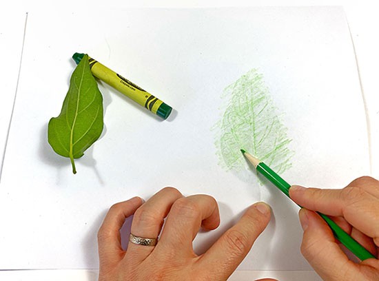 A leaf rubbing on a piece of paper. The branching structure of the leaf veins are clearly visible.