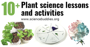 Hydroponics planters, paper plate with parts of a flower, and a multi-color carnation