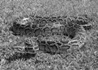snake 
