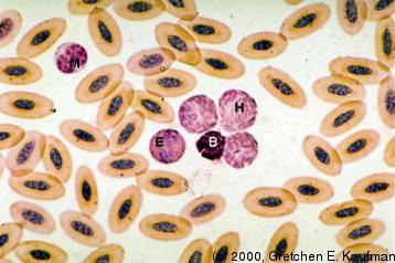 Magnified view of avian erythrocytes