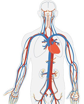 (left) A representation of the circulatory system where red and blue lines branch off from the heart to spread out throughout the body.