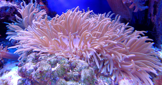 Example of colorful coral