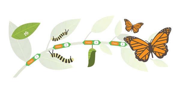 Branch with scratch program blocks and different phases of butterfly life cycle. 