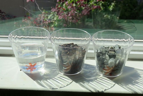 Three cups filled with water, soil and rocks sit on a window sill in direct sunlight