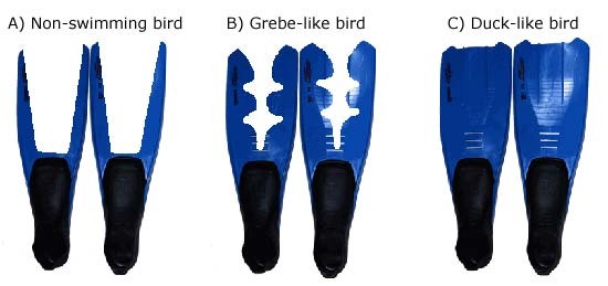 Three sets of diving fins are cut to match the feet of a non-swimming bird, a grebe-like bird, and a duck-like bird