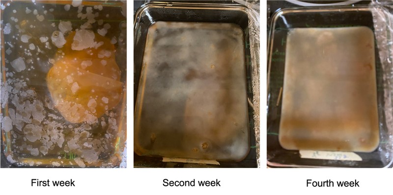 A glass container of kombucha with kombucha biofilm growing in it in the first week, second week, and fourth week. 