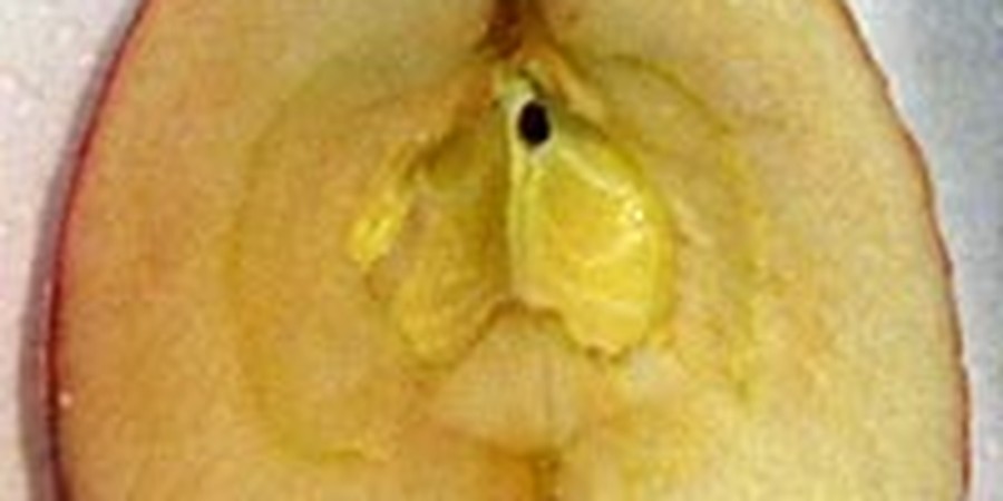 Fruits Gone Bad? Discover Enzymatic Browning | STEM Activity