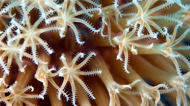 CoralPolyp_MarcAuMarc