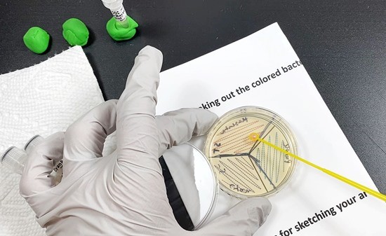 A person holding an inoculation loop is tracing a zigzag line on top of an agar plate.