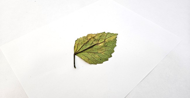 A leaf lies on top of a blank piece of printer paper. The veins (raised ridges on the leaf) face upward.