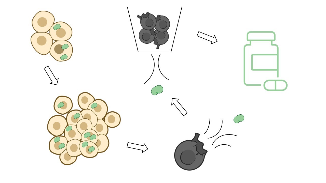 Overview of the basic steps of the biologic development process modeled in this lesson plan