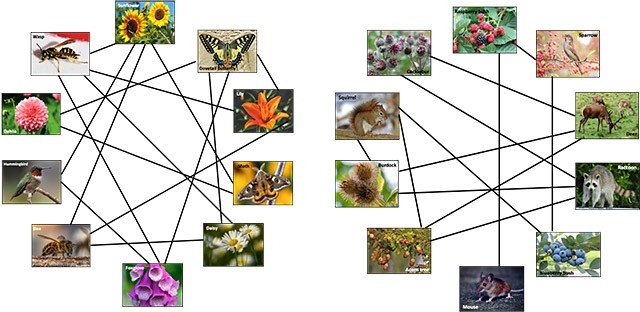 Pictures of different animals and plants connected with black lines to show the interdependence between them for seed dispersal and pollination.