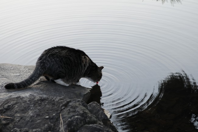 A cat drinking at the edge of a pond, sending ripples out into the water