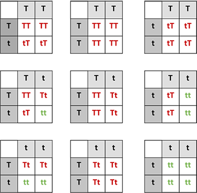 Nine possible Punnett squares for varying phenotypes