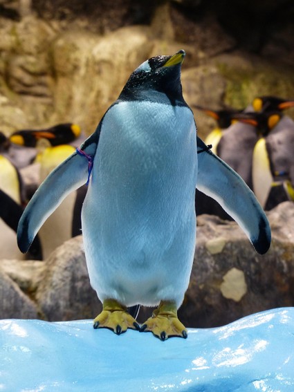 penguin standing on ice with more penguins in background on a rock