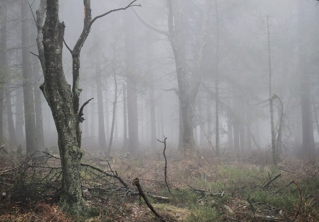 Several tree stems in a forest barely visible in the fog.