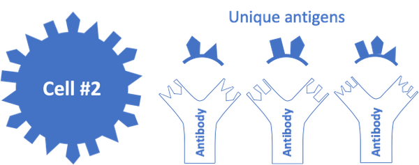 A pathogen with protrusions on its surface representing antigens, and three different antibodies that match with the antigens.