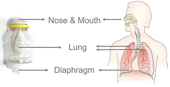  The spout of the bottle represents the nose and mouth of the human, the balloon represents one of the lungs, and the second balloon that spans the bottom of our model represents the human diaphragm. 