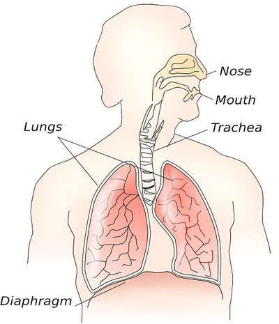  Diagram of the respiratory system with the nose, trachea, and lungs are labeled. The diaphragm is also labeled.  