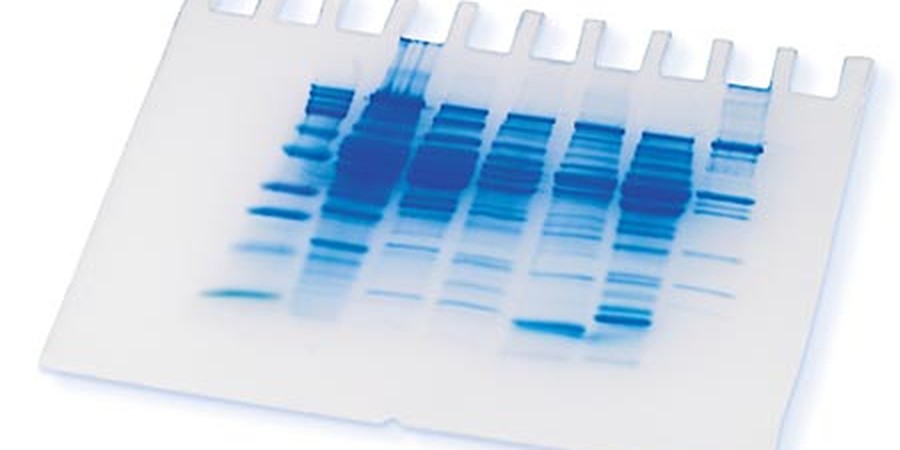 Experiment with Proteins Science Projects